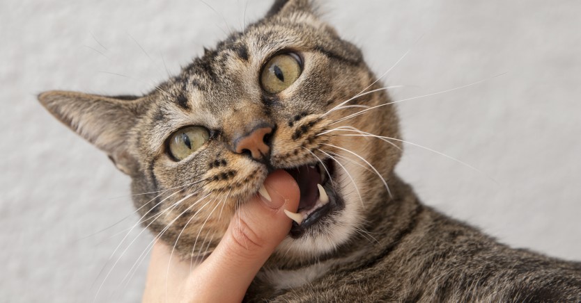 Ask Dr. Jenn: Can My Pet's Teeth Tell Me Their Age?